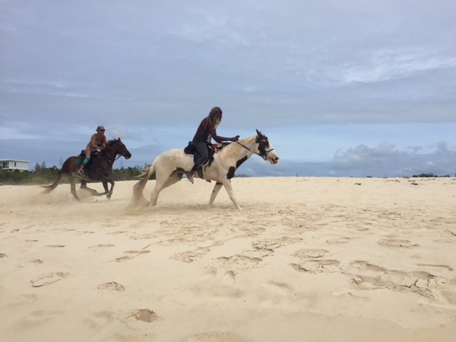 Anguilla horses beach Banksie Banx