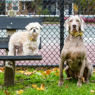 Dogs Chicago Lincoln Square