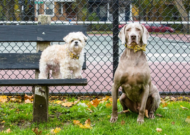 Dogs Chicago Lincoln Square