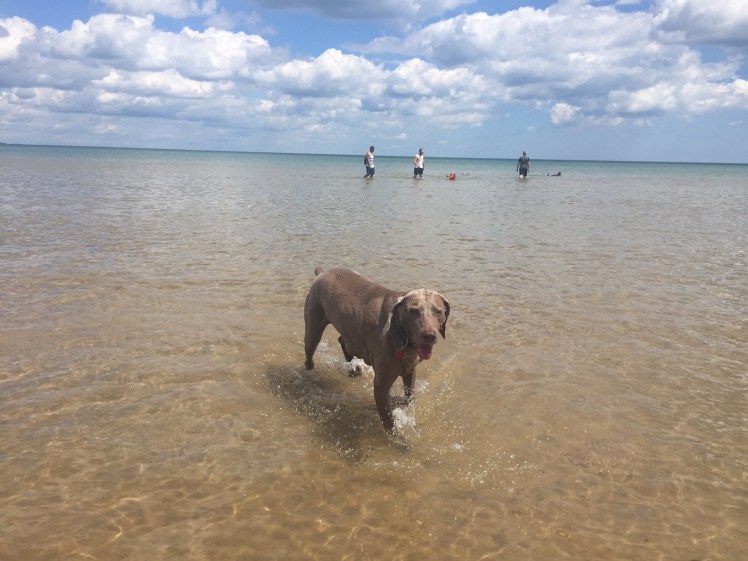Montrose Dog Beach MonDog Chicago Lake Michigan