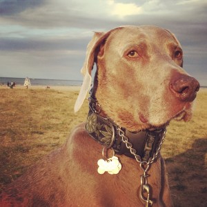 Montrose Dog Beach Chicago MonDog Lake Michigan
