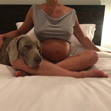 33 weeks pregnant weimaraner