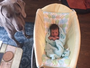 Fisher Price Rock n' Play